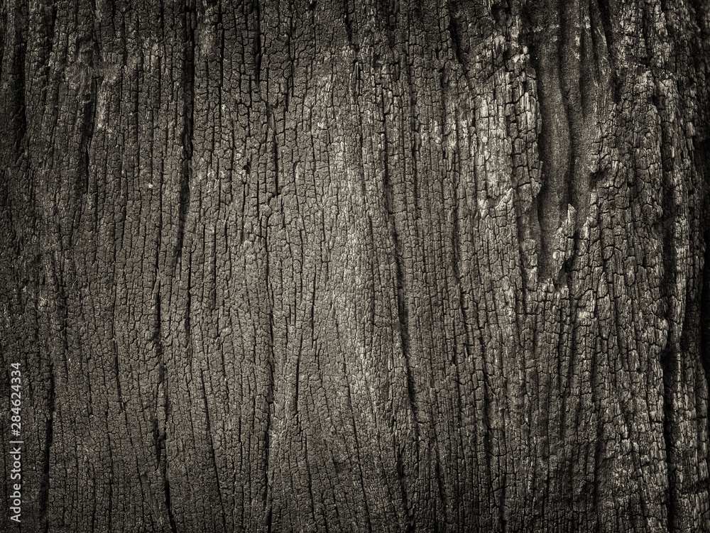 Fototapeta premium Closeup dried texture of dark brown bark.