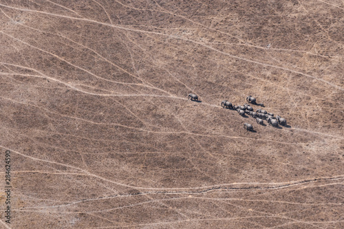 Bild auf Leinwand Aerial of Elephant Herd in Dry Savanna, Moremi Game Reserve, Botswana