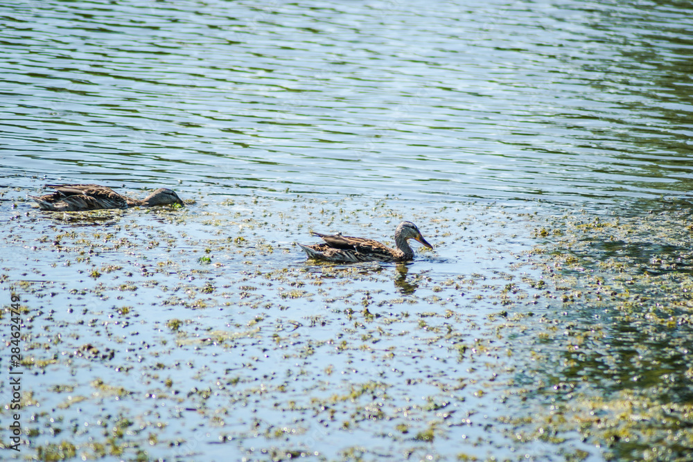 Wild ducks in their natural environment. Two wild ducks swim in the lake