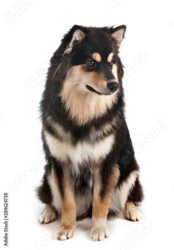 Finnish Lapphund in studio