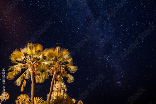 Palm Tree and Night Sky with Palms photo