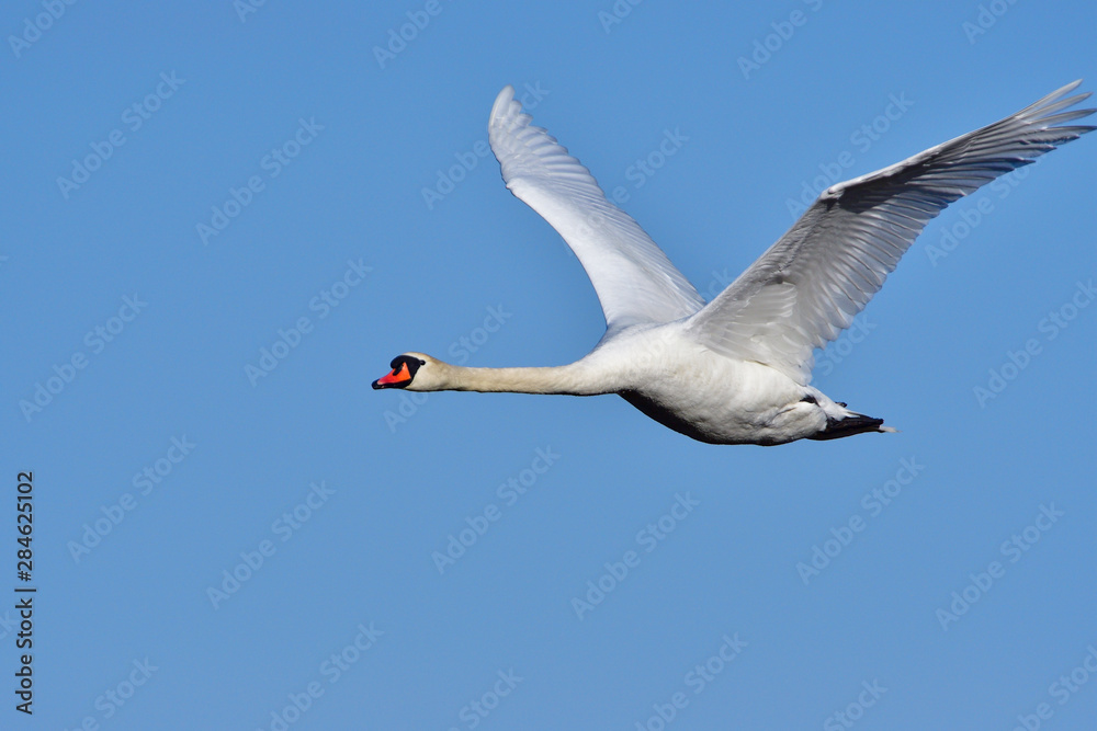 Fototapeta premium Höckerschwan im Flug