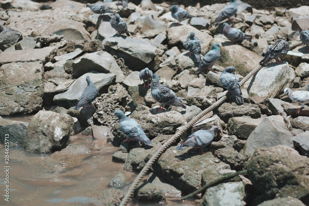 Doves perched on a rock beside a river in Thailand Doves perched on a rock beside a river in Thailand