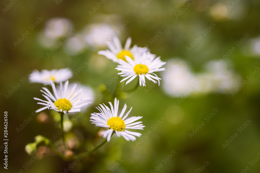 white flowers in the garden background white flowers in the garden background
