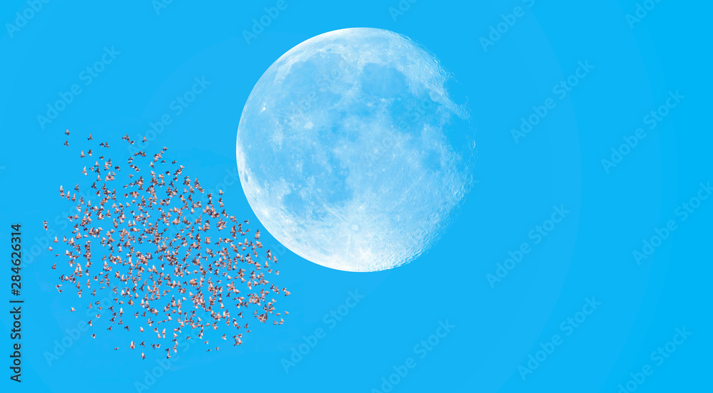 custom made wallpaper toronto digitalA flock of starling birds in the sky in the background full moon "Elements of this image furnished by NASA"