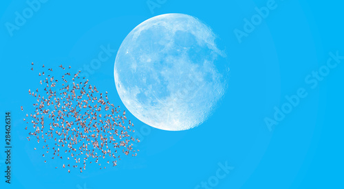 Wallpaper Mural A flock of starling birds in the sky in the background full moon "Elements of this image furnished by NASA" Torontodigital.ca