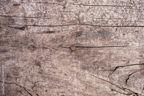 texture of old wood background
