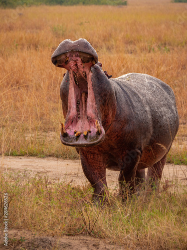 Hippopotamus in natural habitat, East Africa  © hyserb