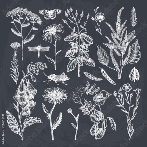 Summer field florals collection. Vector set of hand drawn herbs, weeds and meadows. Vintage plants with insects illustration. Botanical elements in engraved style. 