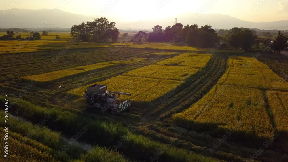 Combine harvester gathers the rice at paddy field in sunshine at morning. Movement camera turning around a harvester. Agriculture industry concept. Combine harvester gathers the rice at paddy field in sunshine at morning. Movement camera turning around a harvester. Agriculture industry concept.