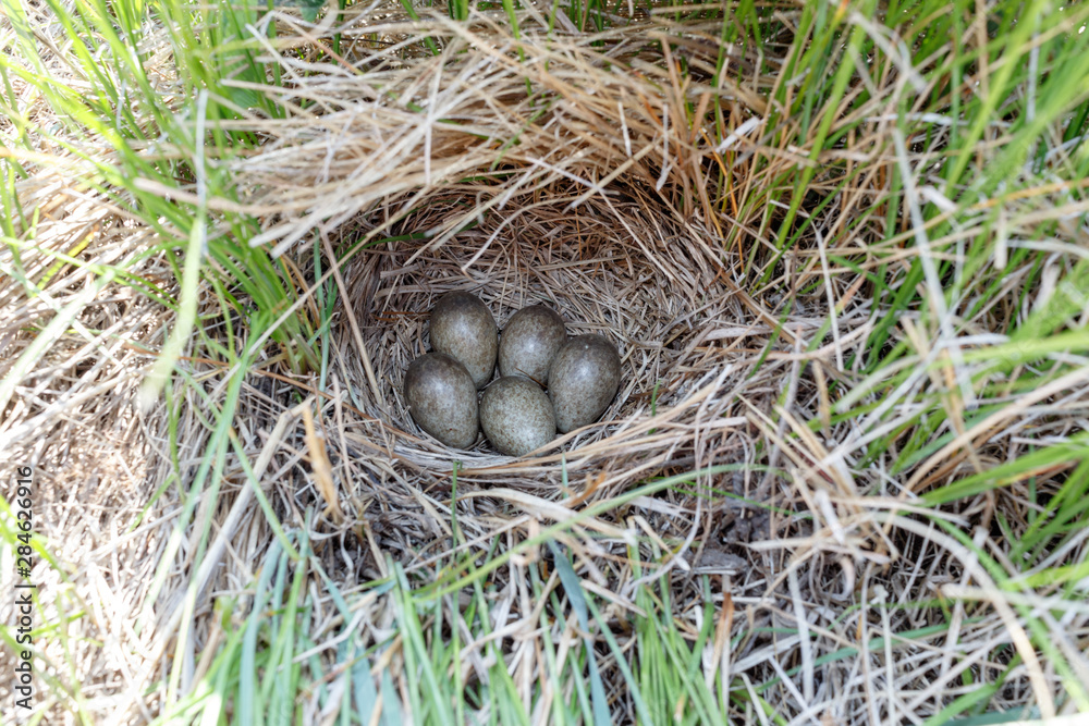 Obraz premium Skylark (Alauda arvensis)