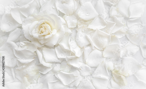 Beautiful white rose and petals on white background. Ideal for greeting cards for wedding, birthday, Valentine's Day, Mother's Day © OLAYOLA