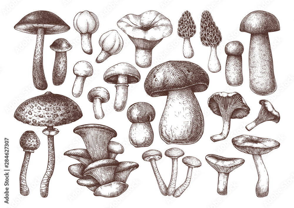Naklejka Vector edible mushrooms collection. Hand drawn food drawings. Perfect for recipe, menu, label, icon, packaging, Vintage forest plants sketches. Hand drawn mushrooms outlines set.