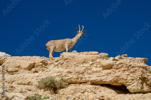 Dorcas gazelle or Ariel gazelle at desert mountains. Israel