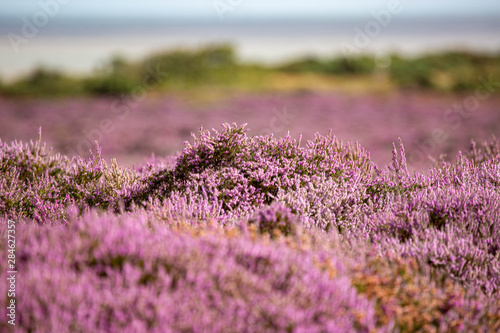 Obraz na plátně The Purple Heather on Dunwich Heath Suffolk UK