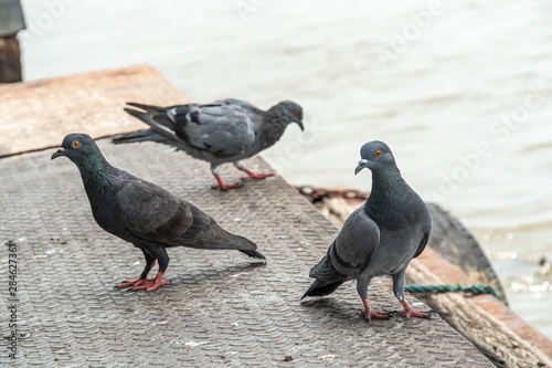 group of pigeons on a pier. © ToRyUK