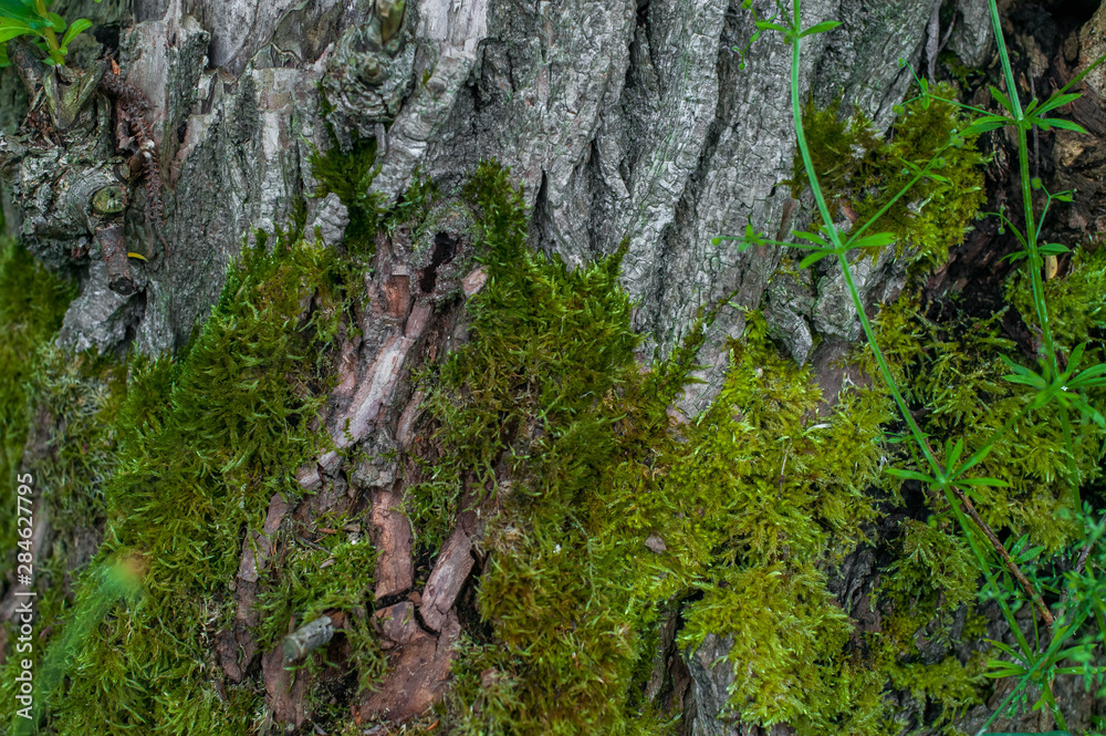Texture of an old tree covered with moss