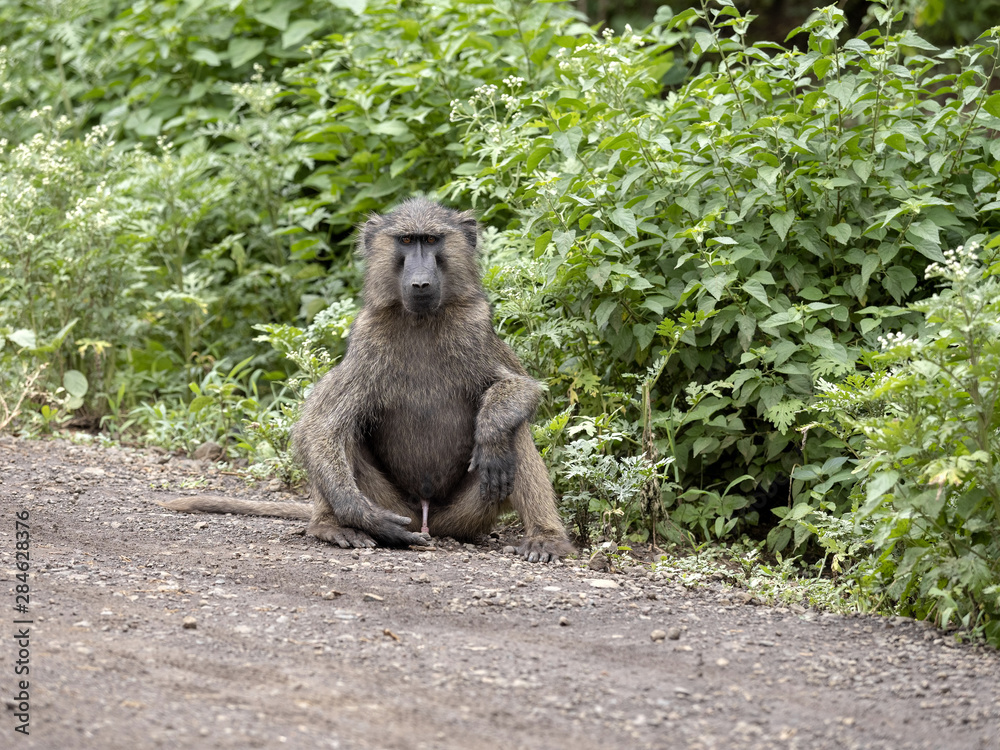 Obraz premium Olive baboon, Papio anubis, is abundant in some areas in Ethiopia