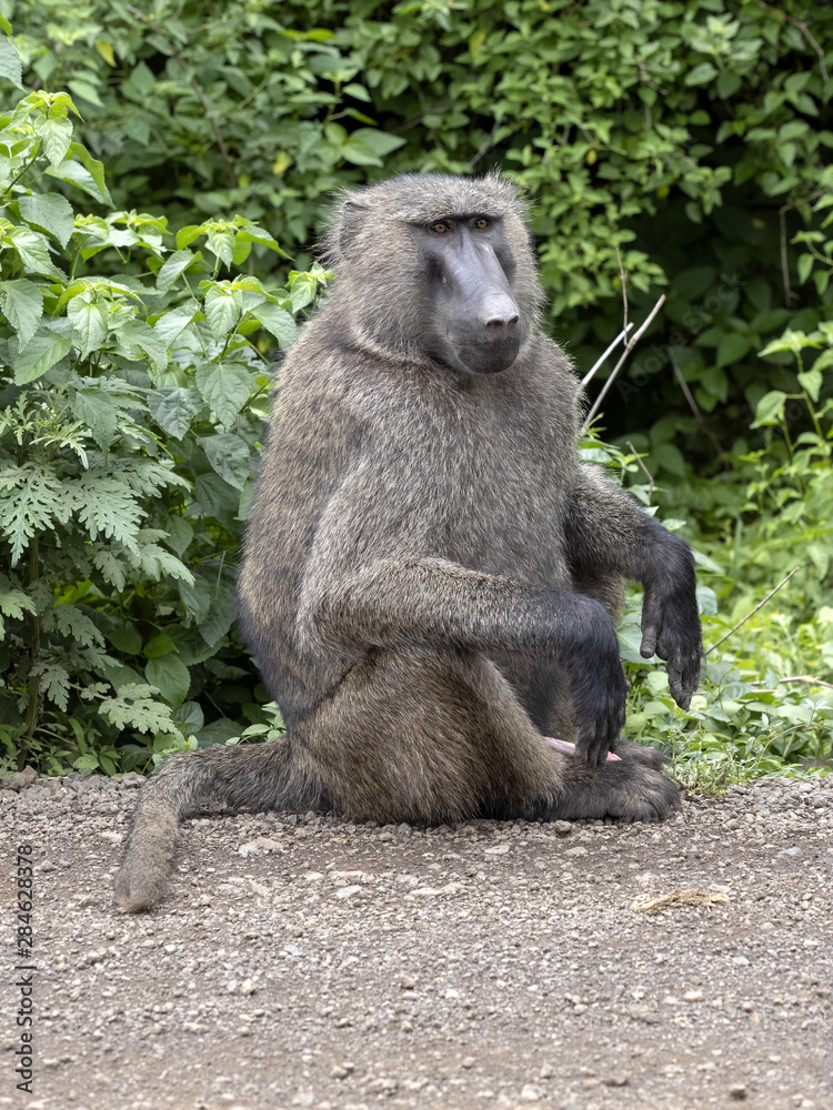 Obraz premium Olive baboon, Papio anubis, is abundant in some areas in Ethiopia