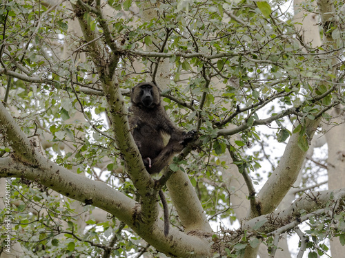 Olive baboon, Papio anubis, feed on fresh buds of trees, Ethiopia © vladislav333222