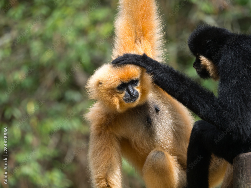 Fototapeta premium Gibbon