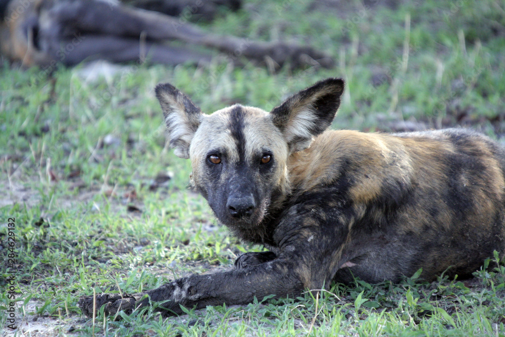 Close up of a lone African Wild Dog in Selous Game Reserve, Tanzania Close up of a lone African Wild Dog in Selous Game Reserve, Tanzania