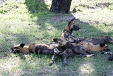 A pack of Wild Dogs relaxing in the shade in Selous Game Reserve, Tanzania