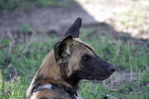 Close up of a lone African Wild Dog in Selous Game Reserve, Tanzania