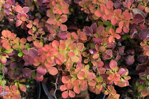 Blurred photo of berberis thunbergii or Japanese barberry
