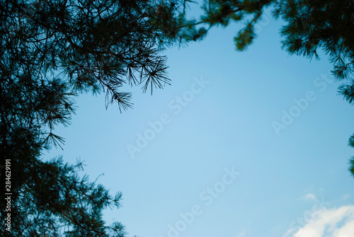 Pine. needles of a branch. background