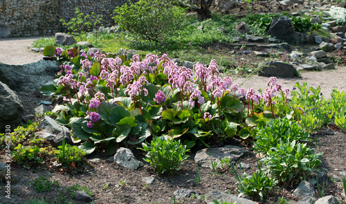 Tableau sur toile Bergenia, bergenia cordifolia, elephant-eared saxifrage or elephant's ears