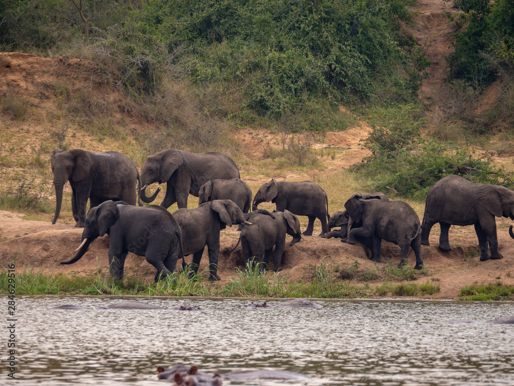 Elephants on the banks of the Kazinga Channel, Uganda Elephants on the banks of the Kazinga Channel, Uganda