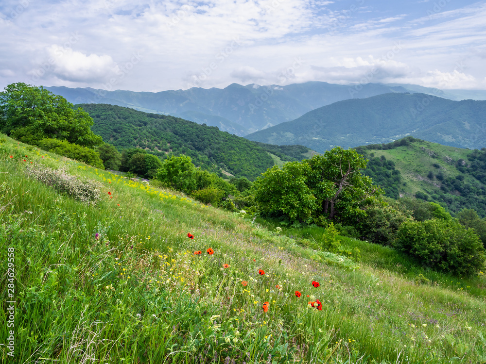 Poppy flowers blooming at hillside in Dilijan national park, Armenia