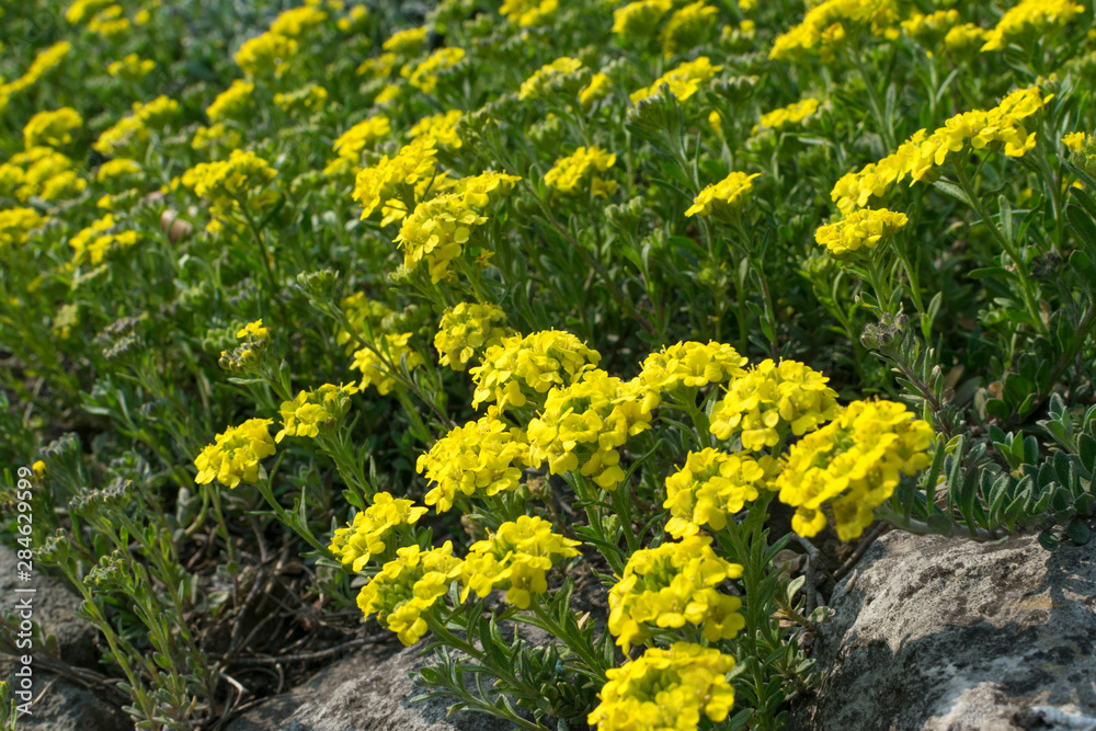 Fototapeta premium Alyssum repens, yellow alyssum, golden alyssum flowers