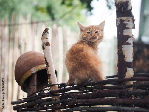 Red kitten on an old village fence photo