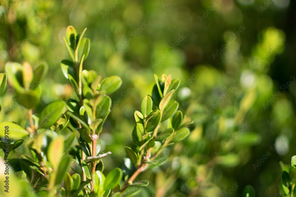 Fototapeta premium Decorative garden buxus sempervirens, box or boxwood