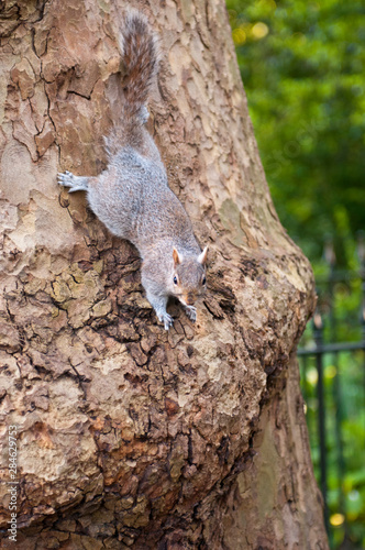  A squirrel on a tree close up in a London park.