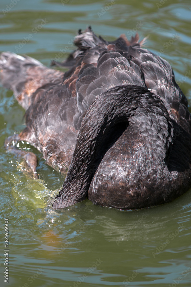 Fototapeta premium Mourning Swan or Black Swan (Schwarzer Schwan, Trauerschwan, Cygnus atratus)