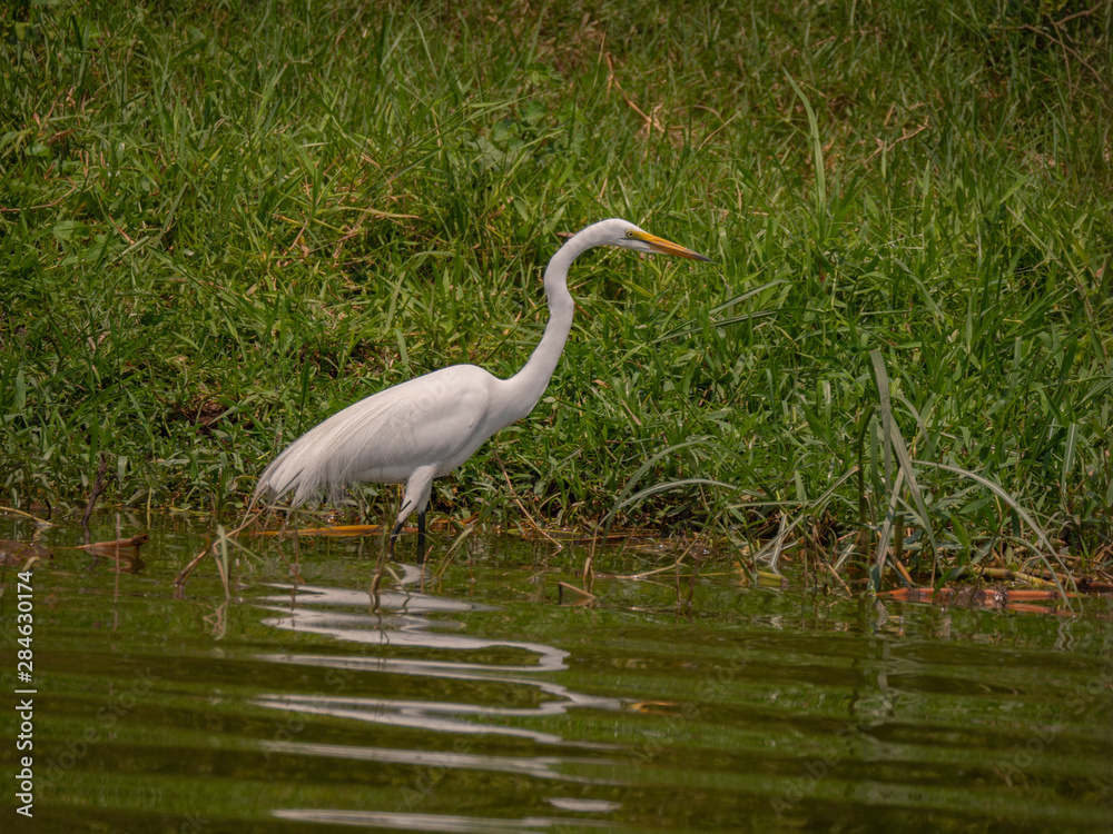 Great Egret on the banks of the Kazinga Channel, Uganda Great Egret on the banks of the Kazinga Channel, Uganda