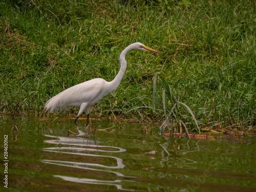 Great Egret on the banks of the Kazinga Channel  Uganda