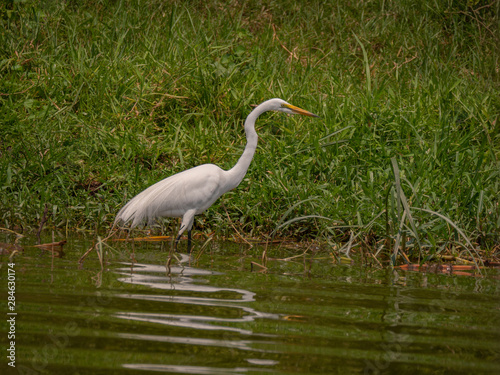 Great Egret on the banks of the Kazinga Channel  Uganda