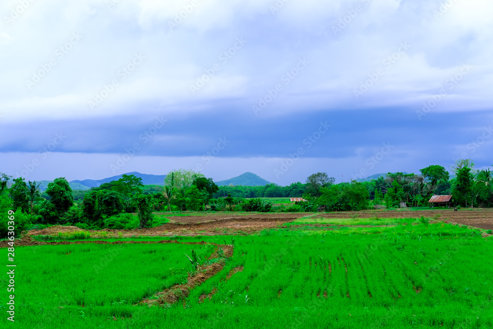 dark storm clouds with rain above the rice field, green rice fields and dark storm clouds are falling.
