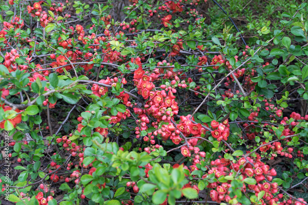 Obraz premium Lush Red flowers of Cydonia or Chaenomeles Japonica or Superba