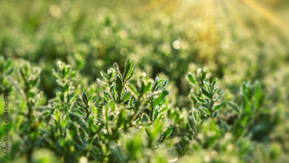 Morning grass with dew drops on glittering bokeh video background Morning grass with dew drops on glittering bokeh video background