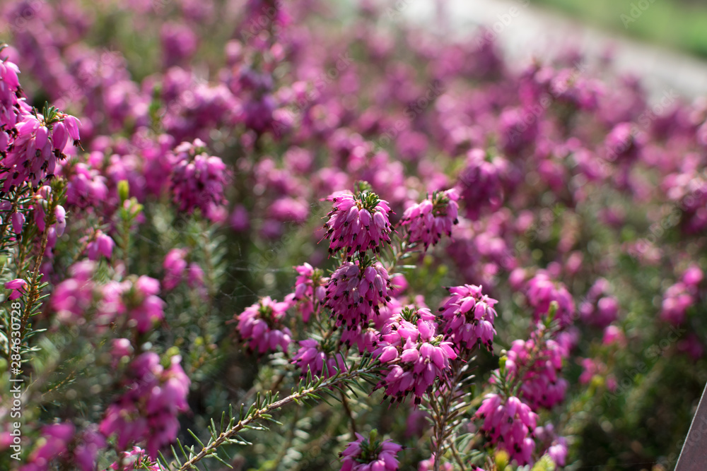 Erica Carnea or Myretoun Ruby pink flowers in spring garden Erica Carnea or Myretoun Ruby pink flowers in spring garden