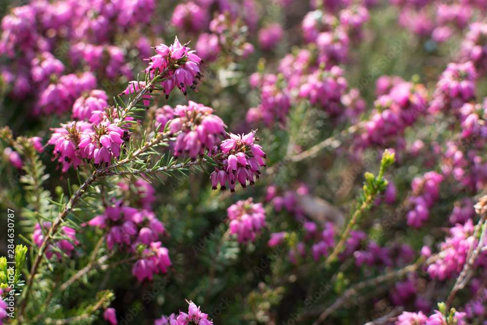Erica Carnea or Myretoun Ruby pink flowers in spring garden Erica Carnea or Myretoun Ruby pink flowers in spring garden
