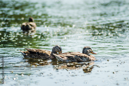Three wild ducks swim in the lake