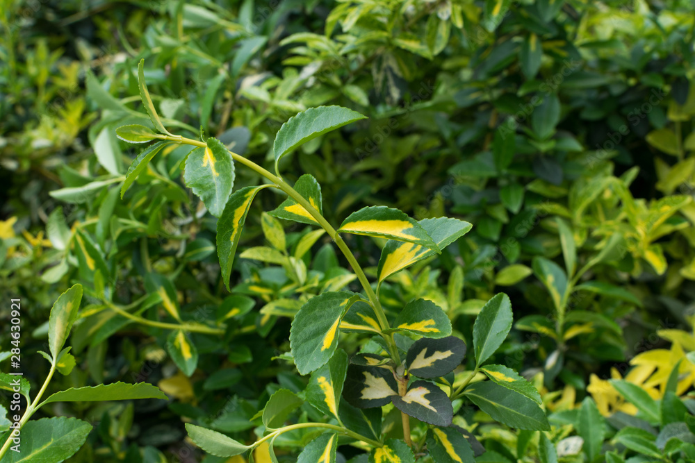 Euonymus fortunei, wintercreeper, spindle or climbing euonymus Euonymus fortunei, wintercreeper, spindle or climbing euonymus