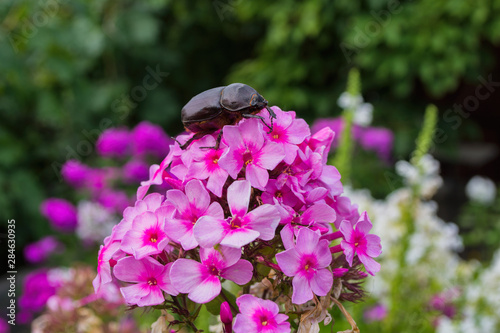 Rhinoceros Beetle. The beetle sitting on the pink Phlox flower. Rhino beetle close-up.