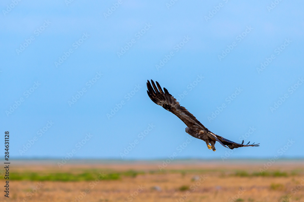 Naklejka premium Flight of Steppe eagle or Aquila nipalensis